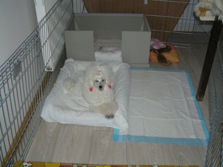 20. den přestěhovali jsme bednu do kuchyně a oplotili ohrádkou